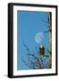 USA, Alaska, Chilkat Bald Eagle Preserve, bald eagle and moon-Jaynes Gallery-Framed Photographic Print