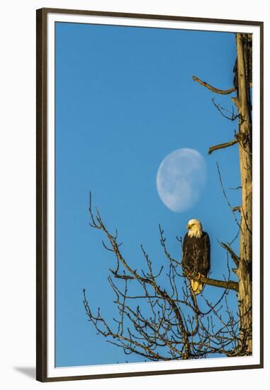 USA, Alaska, Chilkat Bald Eagle Preserve, bald eagle and moon-Jaynes Gallery-Framed Premium Photographic Print