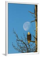 USA, Alaska, Chilkat Bald Eagle Preserve, bald eagle and moon-Jaynes Gallery-Framed Premium Photographic Print