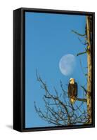 USA, Alaska, Chilkat Bald Eagle Preserve, bald eagle and moon-Jaynes Gallery-Framed Stretched Canvas