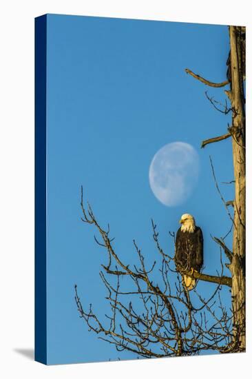 USA, Alaska, Chilkat Bald Eagle Preserve, bald eagle and moon-Jaynes Gallery-Stretched Canvas