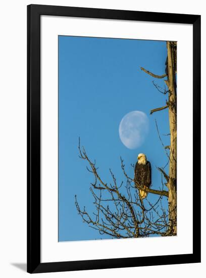 USA, Alaska, Chilkat Bald Eagle Preserve, bald eagle and moon-Jaynes Gallery-Framed Premium Photographic Print