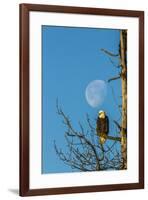 USA, Alaska, Chilkat Bald Eagle Preserve, bald eagle and moon-Jaynes Gallery-Framed Premium Photographic Print