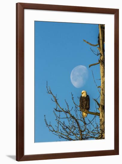 USA, Alaska, Chilkat Bald Eagle Preserve, bald eagle and moon-Jaynes Gallery-Framed Premium Photographic Print