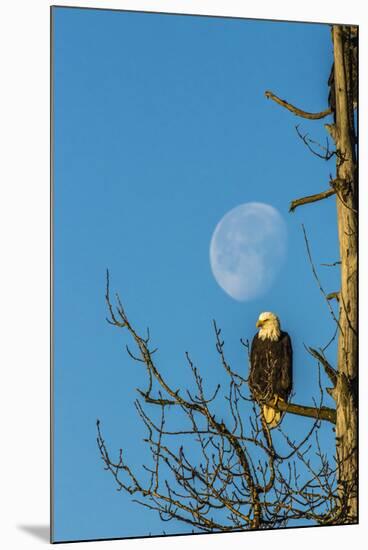 USA, Alaska, Chilkat Bald Eagle Preserve, bald eagle and moon-Jaynes Gallery-Mounted Premium Photographic Print