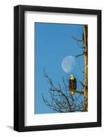 USA, Alaska, Chilkat Bald Eagle Preserve, bald eagle and moon-Jaynes Gallery-Framed Photographic Print