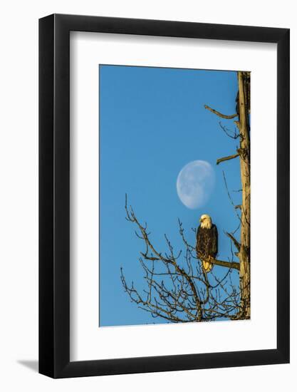 USA, Alaska, Chilkat Bald Eagle Preserve, bald eagle and moon-Jaynes Gallery-Framed Photographic Print