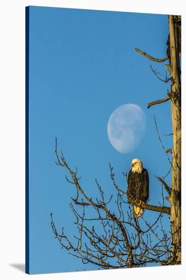 USA, Alaska, Chilkat Bald Eagle Preserve, bald eagle and moon-Jaynes Gallery-Stretched Canvas