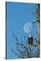 USA, Alaska, Chilkat Bald Eagle Preserve, bald eagle and moon-Jaynes Gallery-Stretched Canvas