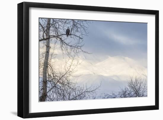 USA, Alaska, Chilkat Bald Eagle Preserve, bald eagle, and snowy mountains-Jaynes Gallery-Framed Photographic Print