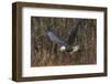 USA, Alaska, Chilkat Bald Eagle Preserve, bald eagle flying-Jaynes Gallery-Framed Photographic Print