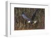 USA, Alaska, Chilkat Bald Eagle Preserve, bald eagle flying-Jaynes Gallery-Framed Photographic Print