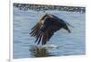 USA, Alaska, Chilkat Bald Eagle Preserve, bald eagle flying-Jaynes Gallery-Framed Photographic Print