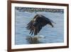 USA, Alaska, Chilkat Bald Eagle Preserve, bald eagle flying-Jaynes Gallery-Framed Premium Photographic Print