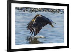 USA, Alaska, Chilkat Bald Eagle Preserve, bald eagle flying-Jaynes Gallery-Framed Premium Photographic Print