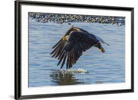 USA, Alaska, Chilkat Bald Eagle Preserve, bald eagle flying-Jaynes Gallery-Framed Premium Photographic Print