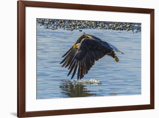 USA, Alaska, Chilkat Bald Eagle Preserve, bald eagle flying-Jaynes Gallery-Framed Premium Photographic Print