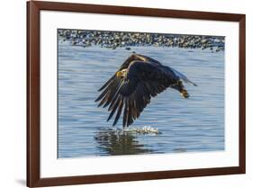 USA, Alaska, Chilkat Bald Eagle Preserve, bald eagle flying-Jaynes Gallery-Framed Premium Photographic Print