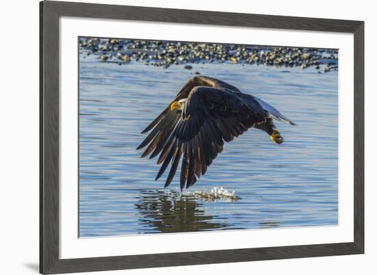 USA, Alaska, Chilkat Bald Eagle Preserve, bald eagle flying-Jaynes Gallery-Framed Premium Photographic Print