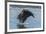 USA, Alaska, Chilkat Bald Eagle Preserve, bald eagle flying-Jaynes Gallery-Framed Premium Photographic Print