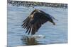 USA, Alaska, Chilkat Bald Eagle Preserve, bald eagle flying-Jaynes Gallery-Mounted Premium Photographic Print