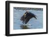 USA, Alaska, Chilkat Bald Eagle Preserve, bald eagle flying-Jaynes Gallery-Framed Photographic Print
