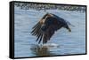 USA, Alaska, Chilkat Bald Eagle Preserve, bald eagle flying-Jaynes Gallery-Framed Stretched Canvas