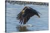 USA, Alaska, Chilkat Bald Eagle Preserve, bald eagle flying-Jaynes Gallery-Stretched Canvas