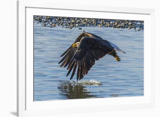 USA, Alaska, Chilkat Bald Eagle Preserve, bald eagle flying-Jaynes Gallery-Framed Photographic Print