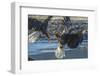 USA, Alaska, Chilkat Bald Eagle Preserve, bald eagle flying-Jaynes Gallery-Framed Photographic Print