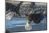 USA, Alaska, Chilkat Bald Eagle Preserve, bald eagle flying-Jaynes Gallery-Mounted Photographic Print