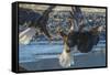 USA, Alaska, Chilkat Bald Eagle Preserve, bald eagle flying-Jaynes Gallery-Framed Stretched Canvas