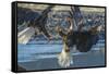 USA, Alaska, Chilkat Bald Eagle Preserve, bald eagle flying-Jaynes Gallery-Framed Stretched Canvas