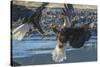 USA, Alaska, Chilkat Bald Eagle Preserve, bald eagle flying-Jaynes Gallery-Stretched Canvas