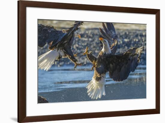 USA, Alaska, Chilkat Bald Eagle Preserve, bald eagle flying-Jaynes Gallery-Framed Premium Photographic Print