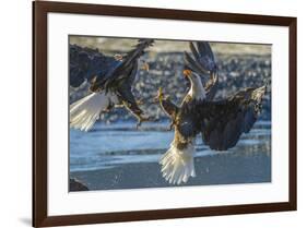 USA, Alaska, Chilkat Bald Eagle Preserve, bald eagle flying-Jaynes Gallery-Framed Premium Photographic Print