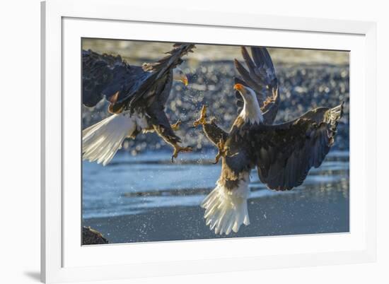 USA, Alaska, Chilkat Bald Eagle Preserve, bald eagle flying-Jaynes Gallery-Framed Premium Photographic Print