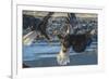 USA, Alaska, Chilkat Bald Eagle Preserve, bald eagle flying-Jaynes Gallery-Framed Premium Photographic Print
