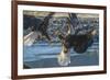 USA, Alaska, Chilkat Bald Eagle Preserve, bald eagle flying-Jaynes Gallery-Framed Premium Photographic Print