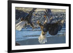 USA, Alaska, Chilkat Bald Eagle Preserve, bald eagle flying-Jaynes Gallery-Framed Premium Photographic Print