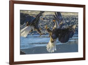 USA, Alaska, Chilkat Bald Eagle Preserve, bald eagle flying-Jaynes Gallery-Framed Premium Photographic Print