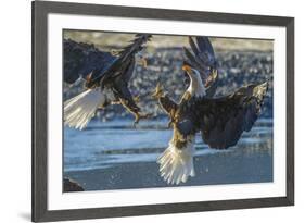 USA, Alaska, Chilkat Bald Eagle Preserve, bald eagle flying-Jaynes Gallery-Framed Premium Photographic Print