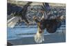 USA, Alaska, Chilkat Bald Eagle Preserve, bald eagle flying-Jaynes Gallery-Mounted Premium Photographic Print