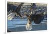 USA, Alaska, Chilkat Bald Eagle Preserve, bald eagle flying-Jaynes Gallery-Framed Photographic Print