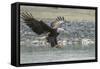 USA, Alaska, Chilkat Bald Eagle Preserve, bald eagle, landing-Jaynes Gallery-Framed Stretched Canvas