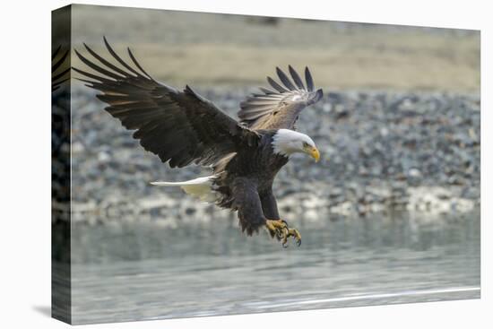 USA, Alaska, Chilkat Bald Eagle Preserve, bald eagle, landing-Jaynes Gallery-Stretched Canvas