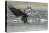 USA, Alaska, Chilkat Bald Eagle Preserve, bald eagle, landing-Jaynes Gallery-Stretched Canvas