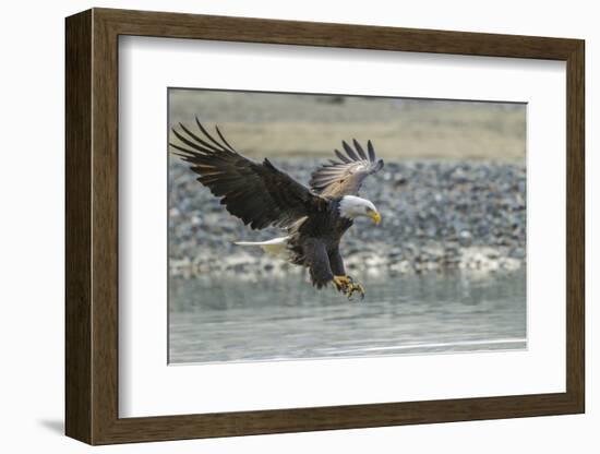 USA, Alaska, Chilkat Bald Eagle Preserve, bald eagle, landing-Jaynes Gallery-Framed Photographic Print