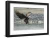 USA, Alaska, Chilkat Bald Eagle Preserve, bald eagle, landing-Jaynes Gallery-Framed Photographic Print