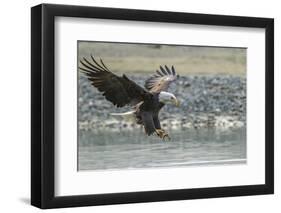 USA, Alaska, Chilkat Bald Eagle Preserve, bald eagle, landing-Jaynes Gallery-Framed Photographic Print